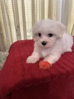 Charlie, a male Maltese for sale in Nashville, TN – 3 of 4