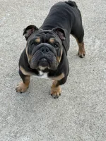 Diesel, a male English Bulldog for sale in Clarksville, TN – 3 of 10