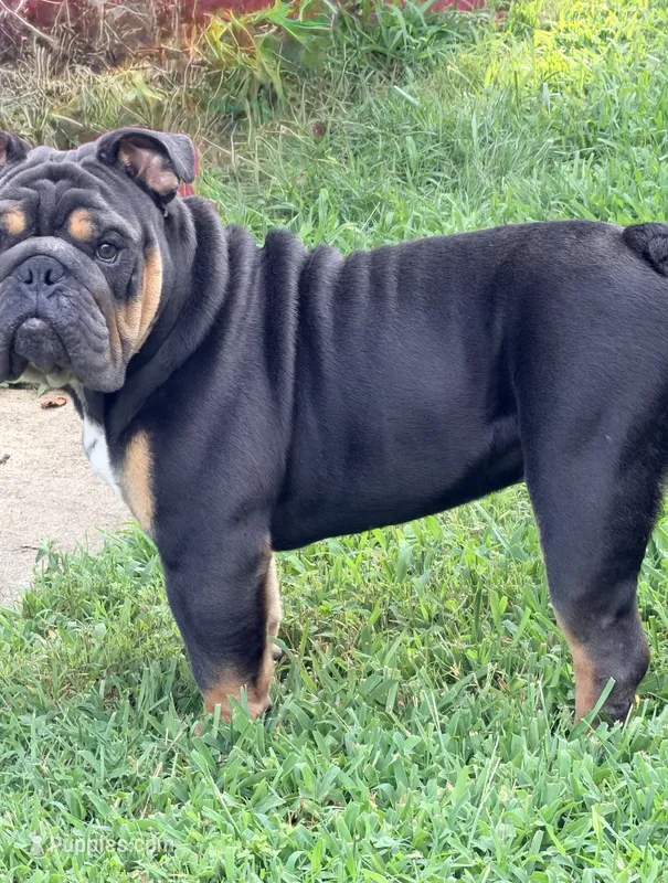 Diesel – English Bulldog puppy for sale in Clarksville, TN