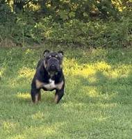 Diesel, a male English Bulldog for sale in Clarksville, TN – 7 of 10