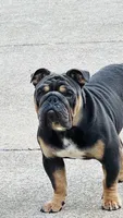 Diesel, a male English Bulldog for sale in Clarksville, TN – 4 of 10