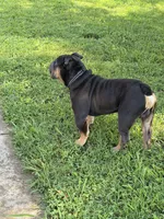 Diesel, a male English Bulldog for sale in Clarksville, TN – 8 of 10