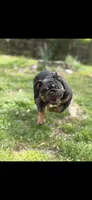 Diesel, a male English Bulldog for sale in Clarksville, TN – 10 of 10