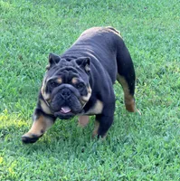 Diesel, a male English Bulldog for sale in Clarksville, TN – 2 of 10