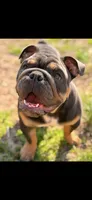 Diesel, a male English Bulldog for sale in Clarksville, TN – 9 of 10