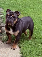 Diesel, a male English Bulldog for sale in Clarksville, TN – 5 of 10