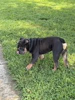 Diesel, a male English Bulldog for sale in Clarksville, TN – 6 of 10