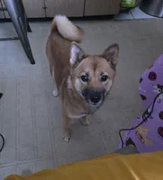 Bella, a female Shiba Inu for sale in Calumet City, IL – Photo 1 of 4