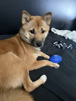 Bella, a female Shiba Inu for sale in Calumet City, IL – Photo 3 of 4