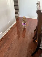 Bella, a female Shiba Inu for sale in Calumet City, IL – Photo 4 of 4