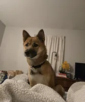 Bella, a female Shiba Inu for sale in Calumet City, IL – Photo 2 of 4