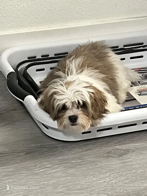 Stella  – Shih Tzu puppy for sale in Gardena, CA