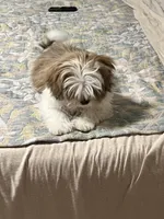 Stella , a female Shih Tzu for sale in Gardena, CA – Photo 4 of 5