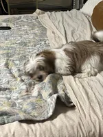 Stella , a female Shih Tzu for sale in Gardena, CA – Photo 3 of 5