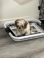 Stella , a female Shih Tzu for sale in Gardena, CA – Photo 2 of 5