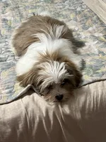 Stella , a female Shih Tzu for sale in Gardena, CA – Photo 5 of 5