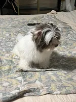 Noah, a male Shih Tzu for sale in Gardena, CA – Photo 3 of 3