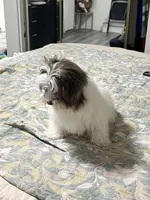 Noah, a male Shih Tzu for sale in Gardena, CA – Photo 2 of 3