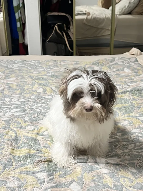 Noah – Shih Tzu puppy for sale in Gardena, CA