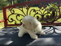 Gemma, a female Peekapoo for sale in Tallahassee, FL – 3 of 3