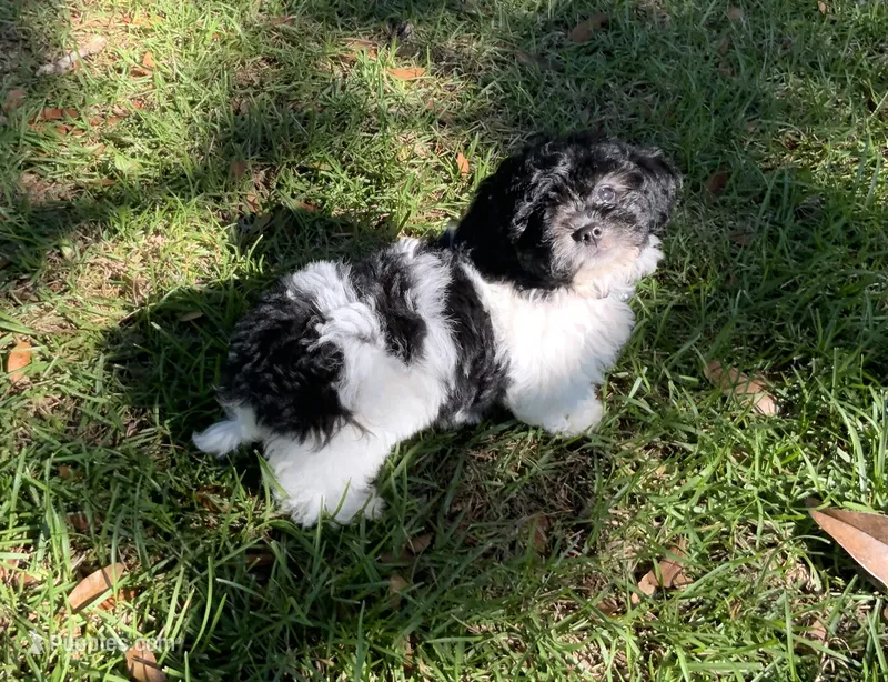 Gloria – Peekapoo puppy for sale in Tallahassee, FL