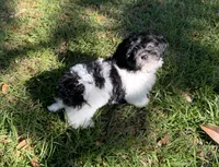 Gloria, a female Peekapoo for sale in Tallahassee, FL – 1 of 3