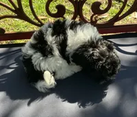 Gloria, a female Peekapoo for sale in Tallahassee, FL – 2 of 3