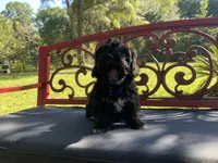 Gregory, a male Peekapoo for sale in Tallahassee, FL – 2 of 3