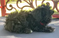 Gilbert, a male Peekapoo for sale in Tallahassee, FL – 2 of 2
