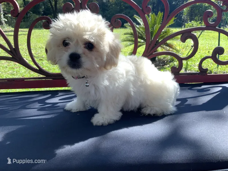 Genevieve  – Peekapoo puppy for sale in Tallahassee, FL