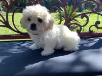 Genevieve , a female Peekapoo for sale in Tallahassee, FL – 1 of 3
