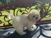 Gwendolyn, a female Peekapoo for sale in Tallahassee, FL – 3 of 3