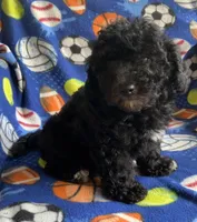 Ash, a male Poodle - Toy  for sale in Tallahassee, FL – Photo 3 of 4