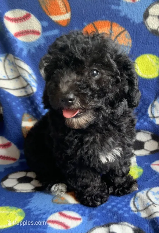 Ash – Poodle - Toy  puppy for sale in Tallahassee, FL