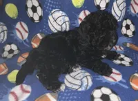 Ash, a male Poodle - Toy  for sale in Tallahassee, FL – Photo 4 of 4