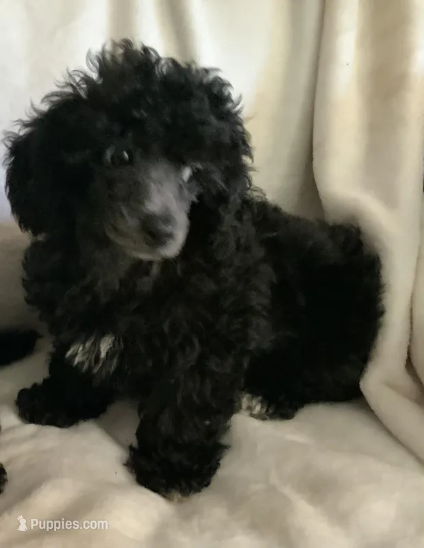 Ash – Poodle - Toy  puppy for sale in Tallahassee, FL