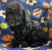 Ash, a male Poodle - Toy  for sale in Tallahassee, FL – Photo 2 of 4