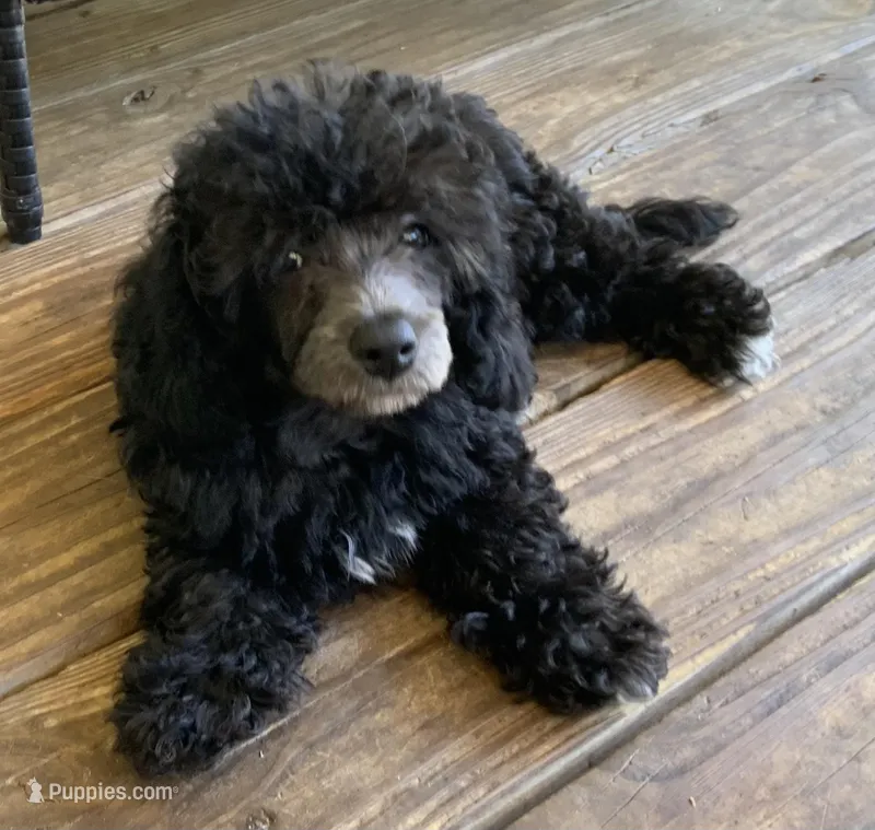 Ash – Poodle - Toy  puppy for sale in Tallahassee, FL