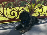 Gregory, a male Peekapoo for sale in Tallahassee, FL – 3 of 3