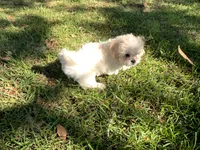 Genevieve , a female Peekapoo for sale in Tallahassee, FL – 3 of 3