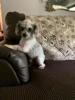 Jasper, a male Yorkipoo for sale in Tallahassee, FL – Photo 6 of 7