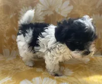 Jasper, a male Yorkipoo for sale in Tallahassee, FL – Photo 5 of 7