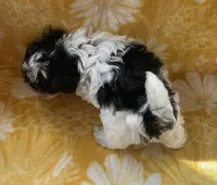 Jasper, a male Yorkipoo for sale in Tallahassee, FL – Photo 3 of 7