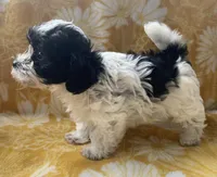 Jasper, a male Yorkipoo for sale in Tallahassee, FL – Photo 1 of 7