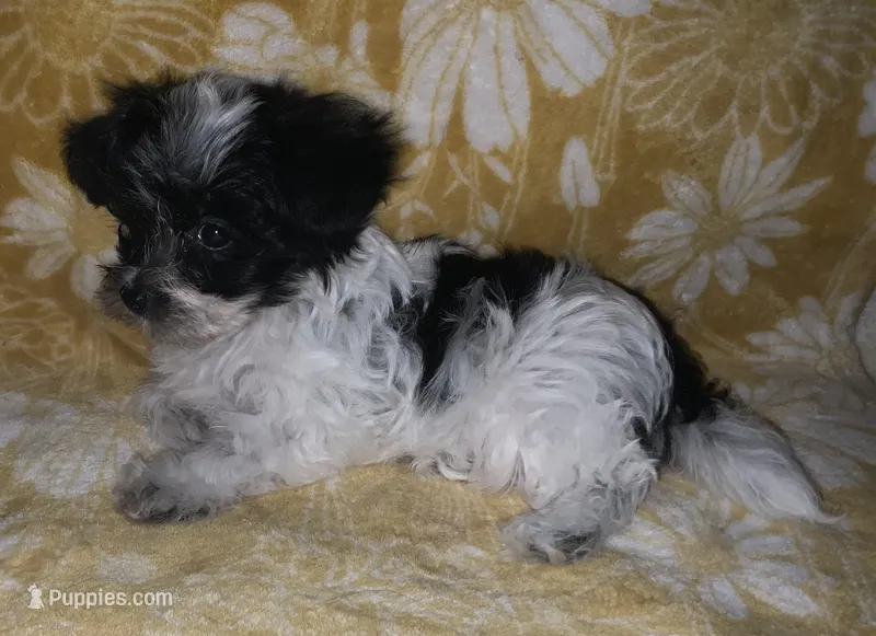 Jasper – Yorkipoo puppy for sale in Tallahassee, FL