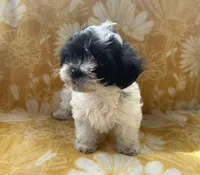 Jasper, a male Yorkipoo for sale in Tallahassee, FL – Photo 2 of 7