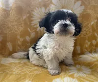 Jasper, a male Yorkipoo for sale in Tallahassee, FL – Photo 4 of 7