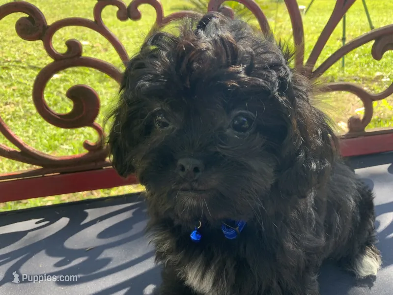 Gregory – Peekapoo puppy for sale in Tallahassee, FL