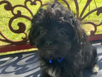 Gregory, a male Peekapoo for sale in Tallahassee, FL – 1 of 3