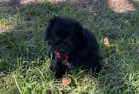 Gilbert, a male Peekapoo for sale in Tallahassee, FL – 1 of 2